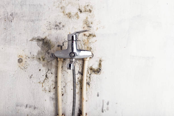 Best Affordable Mold Removal  in Osceola, IA